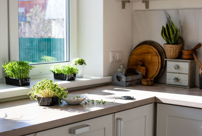 Potted plants on table at home