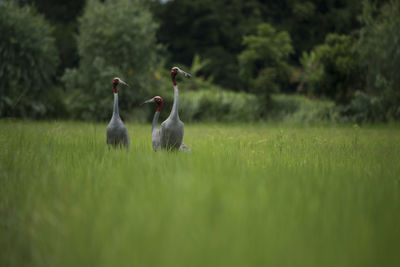 View of birds on grassy field