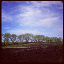 Trees on field against cloudy sky