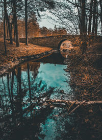 Scenic view of arch bridge over river at forest