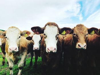 High angle view of cows on field against sky