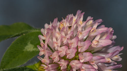 Close-up of a tiny insect clambers over a clover flower