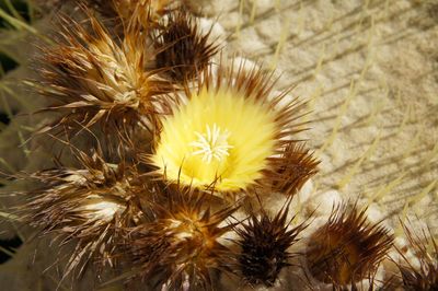 Close-up of thistle flowers