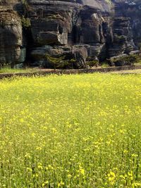 Close-up of yellow flowers growing in field