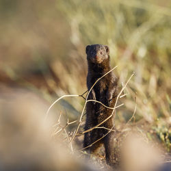 Close-up of an animal