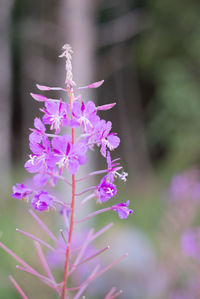 Close-up of purple flowers blooming outdoors