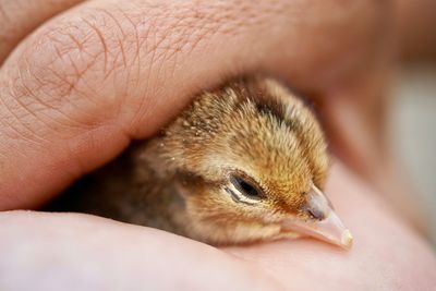 Close-up of hand holding young bird