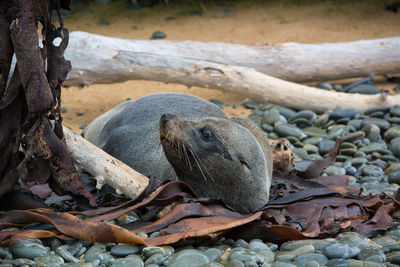 Sea lion relaxing at beach