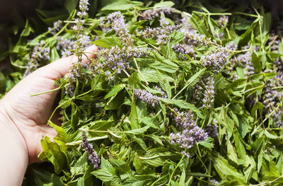 Cropped hand of person holding plant