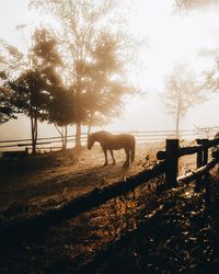 Horses on field against sky