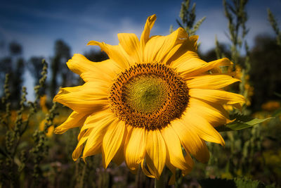 Close-up of sunflower