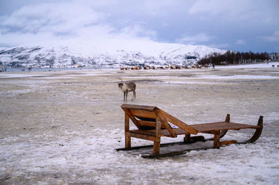 Sami village in tromso with reindeers