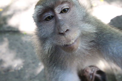 Close-up portrait of monkey