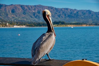 Bird perching on a boat in sea