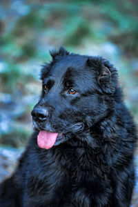 Close-up of black dog looking away