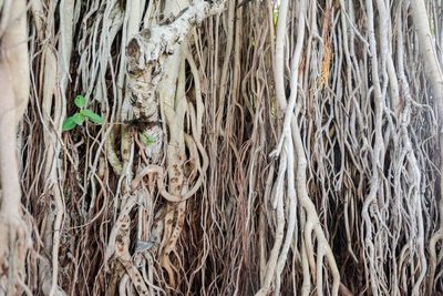 Full frame shot of tree trunk