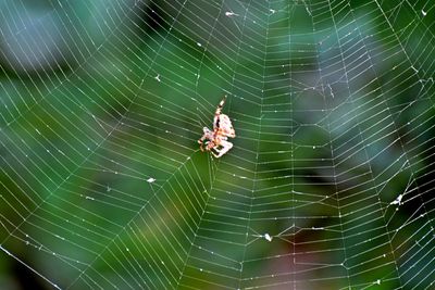 Close-up of spider on web