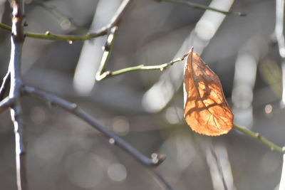 Close-up of autumn leaves on branch