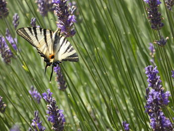 Close-up of butterfly pollinating on purple flowering plant