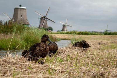 Ducks in foreground of dutch windmill heritage 