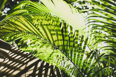 Close-up of palm leaves