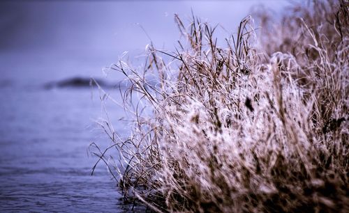 Close-up of plants against sea