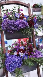 Close-up of purple flowers on potted plant