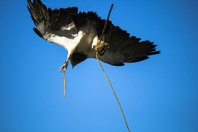 Low angle view of eagle flying against clear blue sky