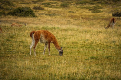 Side view of a horse on field