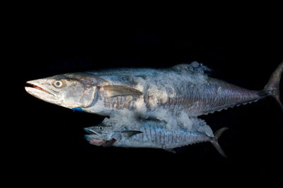 Close-up of fish swimming in sea