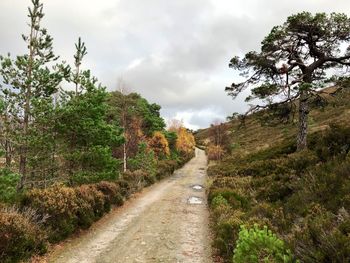 Road amidst trees against sky