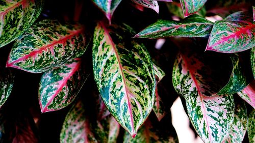 Close-up of multi colored umbrellas hanging on plant