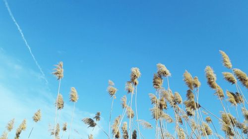 Low angle view of flowers against clear blue sky