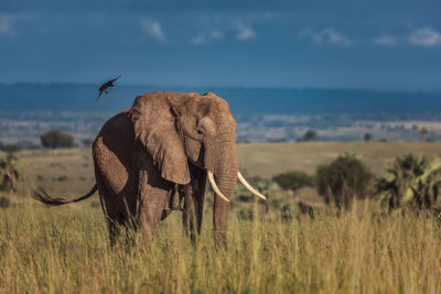 View of elephant on field