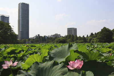 Water lilies growing in city against sky