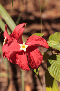 Close-up of red flowering plant