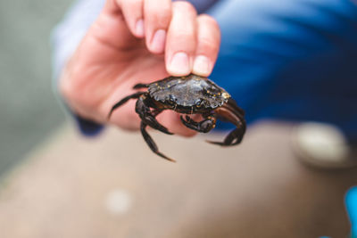 Close-up of human hand holding crab
