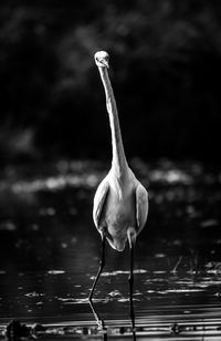 View of bird in lake