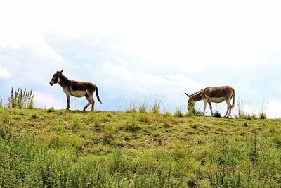 Horse in a field