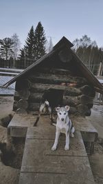 View of dog by building against sky