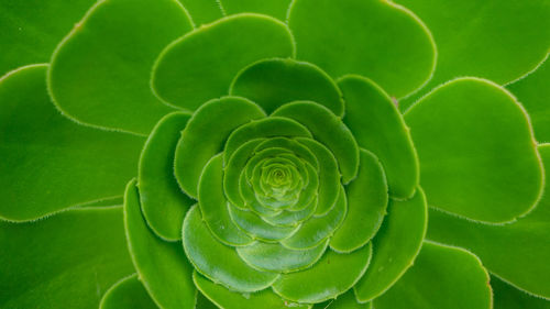 Full frame shot of succulent plant