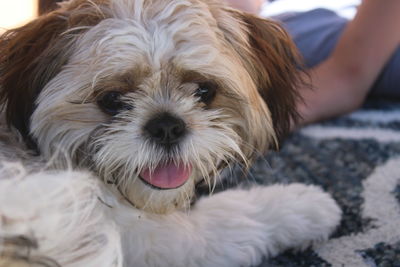 Close-up portrait of dog at home