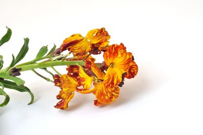 Close-up of orange rose against white background