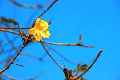 Low angle view of yellow flowering plant against clear blue sky