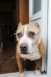 Close-up portrait of a dog