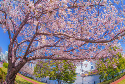 Low angle view of flowering tree against sky