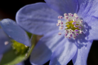 Close-up of purple flower