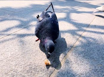 High angle view of pigeon on footpath