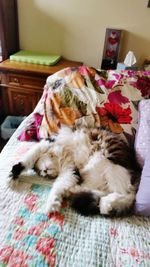 Cat sleeping on bed
