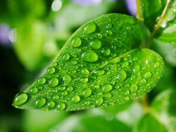 Close-up of raindrops on leaves